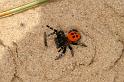 Eresus_sandaliatus_D2950_Z_85_NP De Hoge Veluwe_Nederland